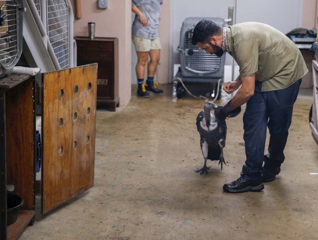 ELX04. Miami (United States), 09/09/2017.- A keeper moves an Indian white-rumped vulture into a crate inside a hurricane resistant building at the Zoo Miami, as the conditions deteriorate from Hurricane Irma in Miami, Florida, USA, 09 September 2017. Many areas are under mandatory evacuation orders as Irma approaches Florida. (Estados Unidos) EFE/EPA/ERIK S. LESSER