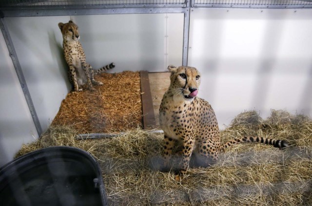 ELX06. Miami (United States), 09/09/2017.- A pair of cheetahs sit inside a hurricane resistant building at the Zoo Miami, as the conditions deteriorate from Hurricane Irma in Miami, Florida, USA, 09 September 2017. Many areas are under mandatory evacuation orders as Irma approaches Florida. (Estados Unidos) EFE/EPA/ERIK S. LESSER