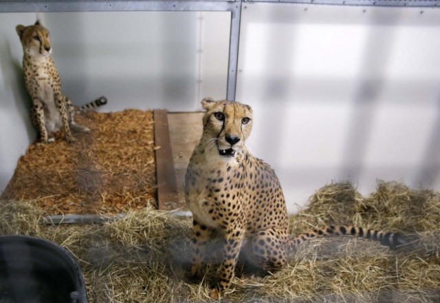 ELX07. Miami (United States), 09/09/2017.- A pair of cheetahs sit inside a hurricane resistant building at the Zoo Miami, as the conditions deteriorate from Hurricane Irma in Miami, Florida, USA, 09 September 2017. Many areas are under mandatory evacuation orders as Irma approaches Florida. (Estados Unidos) EFE/EPA/ERIK S. LESSER