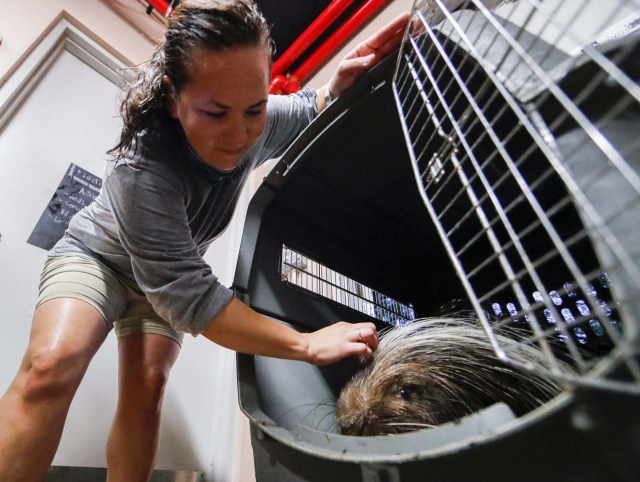 ELX08. Miami (United States), 09/09/2017.- Heather Taylor calms an African-crested porcupine 'Pierce' after he was brought inside a hurricane resistant building at the Zoo Miami, as the conditions deteriorate from Hurricane Irma in Miami, Florida, USA, 09 September 2017. Many areas are under mandatory evacuation orders as Irma approaches Florida. (Estados Unidos) EFE/EPA/ERIK S. LESSER