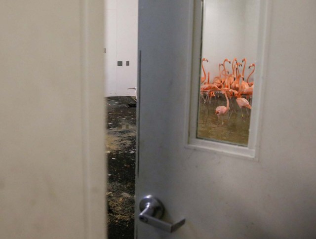 ELX10. Miami (United States), 09/09/2017.- A group of flamingos stay inside a hurricane resistant building at the Zoo Miami, as the conditions deteriorate from Hurricane Irma in Miami, Florida, USA, 09 September 2017. Many areas are under mandatory evacuation orders as Irma approaches Florida. (Estados Unidos) EFE/EPA/ERIK S. LESSER