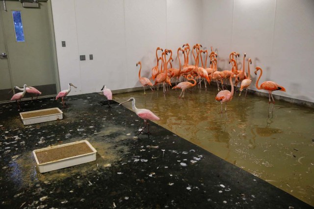 ELX12. Miami (United States), 09/09/2017.- A group of flamingos and spoonbills stay inside a hurricane resistant building at the Zoo Miami, as the conditions deteriorate from Hurricane Irma in Miami, Florida, USA, 09 September 2017. Many areas are under mandatory evacuation orders as Irma approaches Florida. (Estados Unidos) EFE/EPA/ERIK S. LESSER