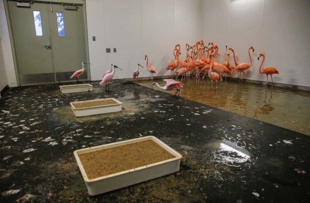 ELX11. Miami (United States), 09/09/2017.- A group of flamingos and spoonbills stay inside a hurricane resistant building at the Zoo Miami, as the conditions deteriorate from Hurricane Irma in Miami, Florida, USA, 09 September 2017. Many areas are under mandatory evacuation orders as Irma approaches Florida. (Estados Unidos) EFE/EPA/ERIK S. LESSER