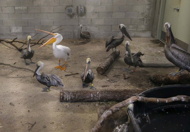 ELX13. Miami (United States), 09/09/2017.- A pelicans stay inside a hurricane resistant building at the Zoo Miami, as the conditions deteriorate from Hurricane Irma in Miami, Florida, USA, 09 September 2017. Many areas are under mandatory evacuation orders as Irma approaches Florida. (Estados Unidos) EFE/EPA/ERIK S. LESSER