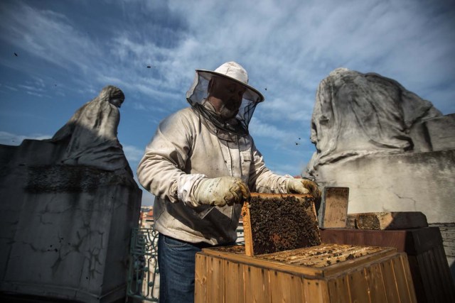 GAM03 PRAGA (R. CHECA), 27/09/2017.- Un apicultor revisa un panal de abejas en la azotea del Ayuntamiento de Praga (República Checa) hoy, 27 de septiembre de 2017. Los seis paneles colocados en dicha azotea han producido 250 kg de miel desde su colocación hace un año. EFE/MARTIN DIVISEK