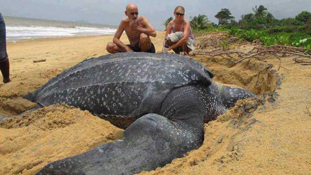 ¿WTF?… Una “súper-tortuga” apareció en una playa española (+video)