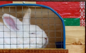 Gobierno bolivariano defiende consumo de conejos pese a críticas de opositores