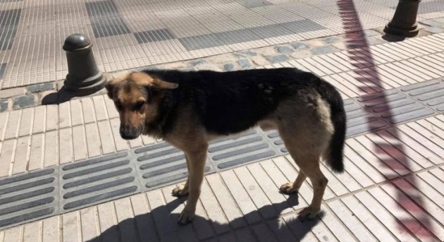 El perro 'Orejón' vive en Andacollo, en la región de Coquimbo, Chile. Foto: Cortesía El Andacollino.