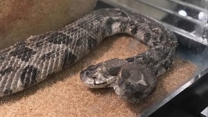 No es un chiste … Una serpiente de DOS cabezas apareció de la nada en EEUU (+fotos)