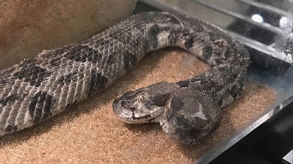 ¡Aterrador! Hallaron una serpiente de dos cabezas en Arkansas (fotos)