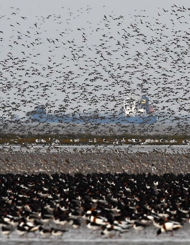 Thousands of wading birds form a murmuration as they fly onto dry sandbanks during the month's highest tide at The Wash estuary, near Snettisham in Norfolk, Britain, October 10, 2017. REUTERS/Toby Melville