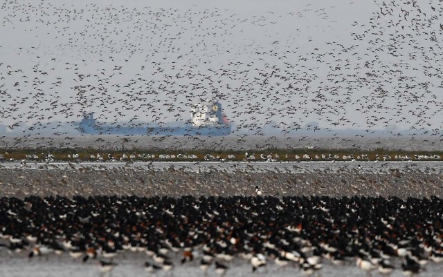 Thousands of wading birds form a murmuration as they fly onto dry sandbanks during the month's highest tide at The Wash estuary, near Snettisham in Norfolk, Britain, October 10, 2017. REUTERS/Toby Melville