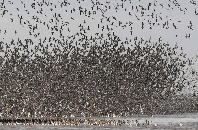 Thousands of wading birds fly onto dry sandbanks during the month's highest tide at The Wash estuary, near Snettisham in Norfolk, Britain, October 10, 2017. REUTERS/Toby Melville