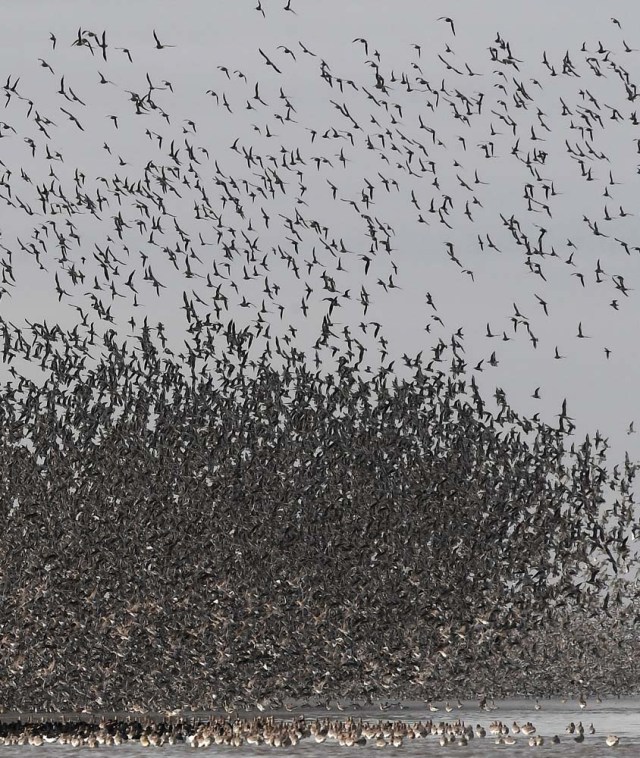 Thousands of wading birds fly onto dry sandbanks during the month's highest tide at The Wash estuary, near Snettisham in Norfolk, Britain, October 10, 2017. REUTERS/Toby Melville
