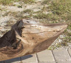 Hallan canoa de madera en Florida que podría ser del siglo XVII