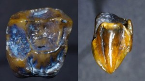 Hallan dientes de 9,7 millones de años que puede reescribir la historia de la humanidad