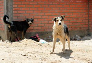 Cada día, 150 personas son mordidas por perros en Bolivia