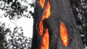 Así arde un árbol por dentro (video)