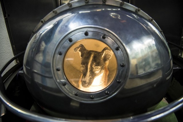 Una foto tomada el 1 de noviembre de 2017 muestra una efigie del perro Laika, la primera criatura viviente en el espacio, dentro de una réplica del satélite Sputnik II en la Casa Central de Aviación y Cosmonáutica en Moscú. Tres años y medio antes de que el cosmonauta ruso Yuri Gagarin se convirtiera en el primer hombre en el espacio, un perro llamado Laika fue en 1957 el primer ser vivo en orbitar la Tierra. El extraviado de Moscú es uno de los muchos animales que precedieron a los humanos en la conquista del espacio; como la mayoría de los otros, ella no sobrevivió. / AFP PHOTO / Mladen ANTONOV