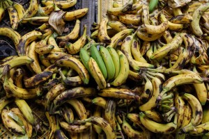 Recomiendan a los cubanos comer concha de plátano (FOTO)