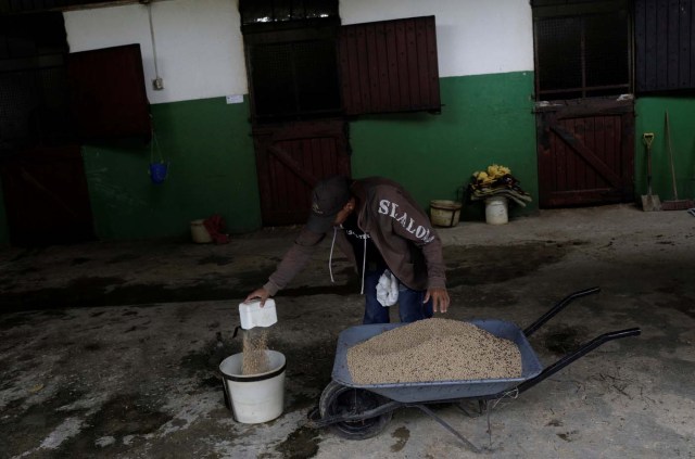 A worker prepares food for the horses at a stable in La Rinconada Hippodrome, in Caracas, Venezuela, October 7, 2017. REUTERS/Ricardo Moraes SEARCH "MORAES GAMBLING" FOR THIS STORY. SEARCH "WIDER IMAGE" FOR ALL STORIES.