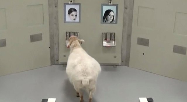 Una foto tomada del video sin fecha muestra a una oveja acercándose a una foto de Emma Watson durante un experimento de la Universidad de Cambridge, en Cambridge, Gran Bretaña. Folleto de Jenny Morton / University of Cambridge a través de REUTERS 