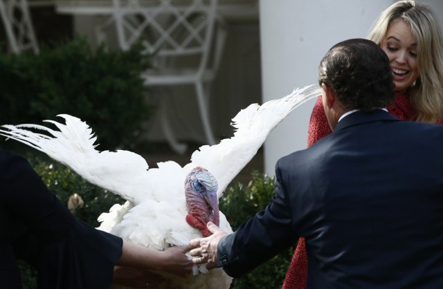 Staff from the National Turkey Federation jump in to calm  "Drumstick" the turkey as it flaps its wings causing U.S. President Donald Trump's daughter Tiffany (R) to jump away after it was pardoned by the president during the 70th National Thanksgiving turkey pardoning ceremony in the Rose Garden of the White House in Washington, U.S., November 21, 2017. REUTERS/Jim Bourg