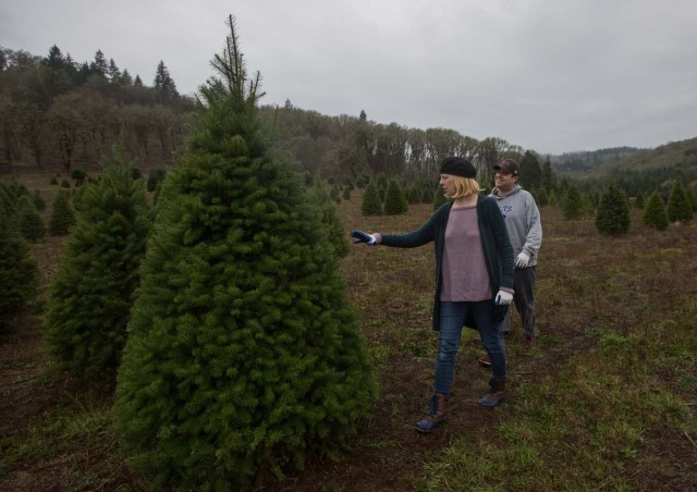 A couple searches for a Christmas tree at a farm in McMinnville, Oregon , U.S., November 25, 2017. Picture taken on November 25, 2017 REUTERS/Natalie Behring