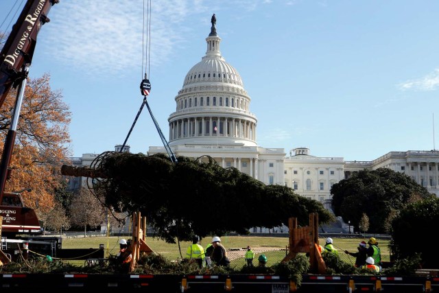 Workers unload the U.S. Capitol Christmas Tree, an Engelmann Spruce from the Kootenai National Forest in Montana, in Washington, U.S., November 27, 2017. REUTERS/Joshua Roberts