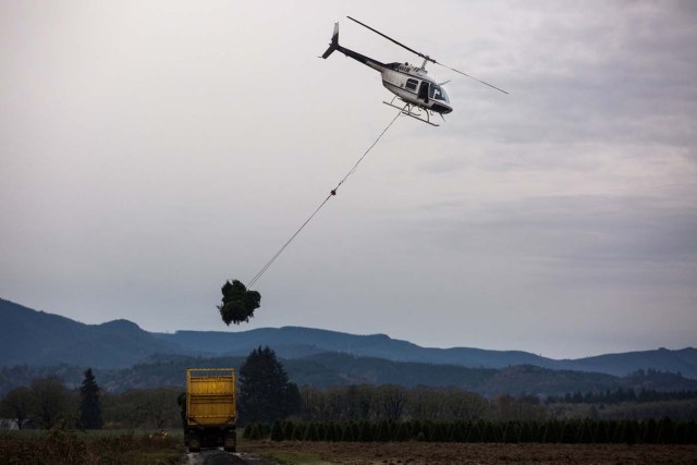 A helicopter is used to transport freshly harvested Christmas trees to destinations across the United States in Sheridan, Oregon, U.S. November 25, 2017. Picture taken on November 25, 2017 REUTERS/Natalie Behring TPX IMAGES OF THE DAY
