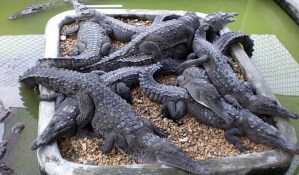 Liberan a 15 cocodrilos llaneros en Colombia