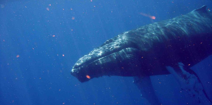 Las ballenas azules son diestras a profundidad y zurdas en la superficie
