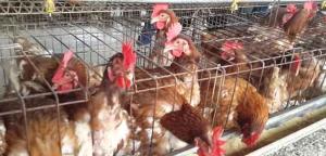 Población de gallinas ponedoras cae 11,78% en Venezuela de Enero a Octubre