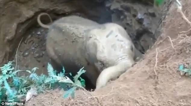 ¡Conmovedor! Mamá-elefante agradece a rescatistas por salvar a su bebé tras caer en un pozo (VIDEO)