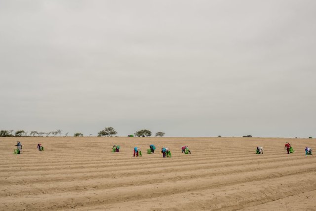 Cosecha de espárragos en Trujillo. Con suficiente agua y fertilizante, los espárragos pueden crecer directamente en la arena. (Foto: Tomas Munita para The New York Times)