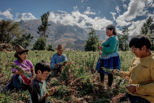 Una familia quechua cosecha flores en la Cordillera Blanca. (Foto: Tomas Munita para The New York Times)