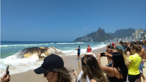Esta ballena de unas 30 toneladas apareció muerta en una playa de Río (FOTOS)