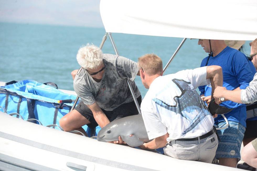 Vaquita marina capturada para salvar su especie muere en manos de científicos