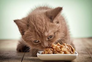 Alimento artesanal para gatos: una alternativa económica y nutritiva