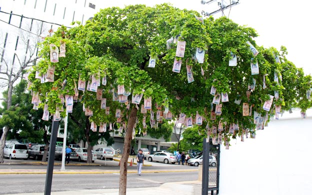 El árbol está en la calle 17 de la ciudad de Maracaibo. (Fotos: Iván Lugo)