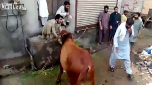 La venganza de la vaca: Atacó a un hombre que intentó asesinarla (video)