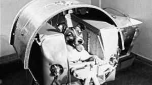 Laika, la perrita callejera enviada a morir al espacio hace 60 años