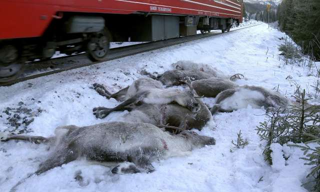 Un tren pasa junto a los cuerpos de renos muertos cerca de Mosjøen, en el norte de Noruega. Fotografía: John Erling Utsi / AP