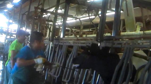 sfl-pictures-capture-possible-abuse-of-cows-20-009