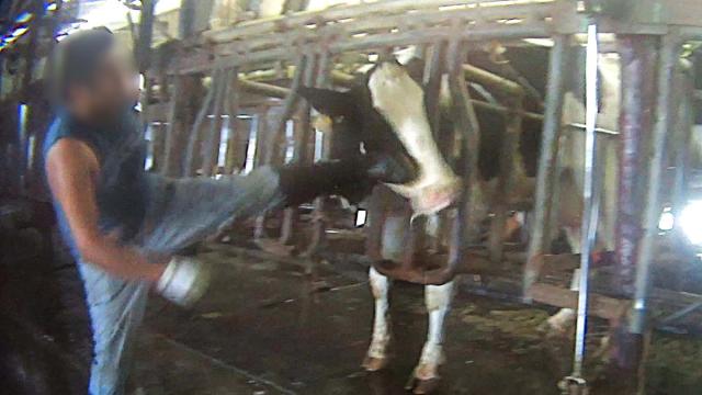 sfl-pictures-capture-possible-abuse-of-cows-20-022