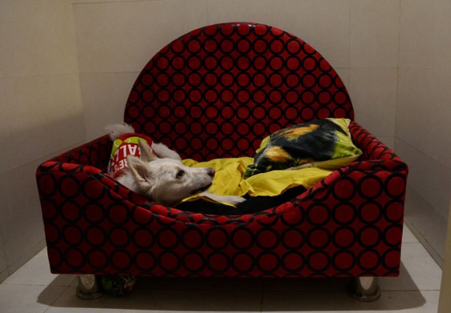 In this photograph taken on November 23, 2017, a dog rests on a bed at the luxury dog hotel Critterati in Gurgaon. Velvet beds, a relaxing spa, 24-hour medical care and non-alcoholic beers imported from Belgium: the life of a pampered pooch in India would leave many humans envious. The Critterati, South Asia's first luxury  hotel for dogs, offers suites at up to 70 USD a night for pets whose "parents" will spare no expense to indulge their pride and joy. A world away from the daily grind of India's estimated 30 million strays, breeds such as St Bernards, labradors and Lhassa apsos can now enjoy the last word in canine coddling. / AFP PHOTO / SAJJAD HUSSAIN / To go with: INDIA-ANIMAL-SOCIAL, FOCUS by Tim WITCHER