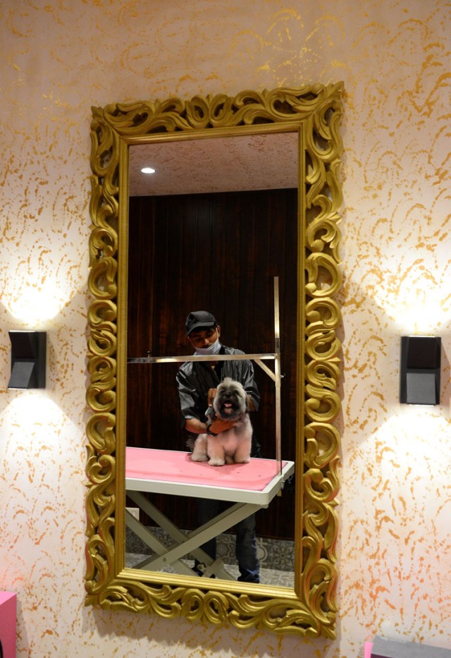 In this photograph taken on November 23, 2017, a dog gets a hair cut at the luxury dog hotel Critterati in Gurgaon. Velvet beds, a relaxing spa, 24-hour medical care and non-alcoholic beers imported from Belgium: the life of a pampered pooch in India would leave many humans envious. The Critterati, South Asia's first luxury  hotel for dogs, offers suites at up to 70 USD a night for pets whose "parents" will spare no expense to indulge their pride and joy. A world away from the daily grind of India's estimated 30 million strays, breeds such as St Bernards, labradors and Lhassa apsos can now enjoy the last word in canine coddling. / AFP PHOTO / SAJJAD HUSSAIN / To go with: INDIA-ANIMAL-SOCIAL, FOCUS by Tim WITCHER