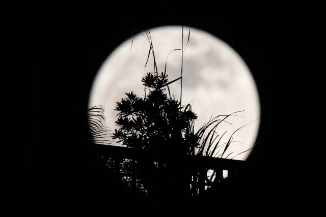 A 'supermoon' is seen behind plants on a balcony of a residential block in Hong Kong on December 3, 2017. The lunar phenomenon occurs when a full moon is at its closest point to earth. / AFP PHOTO / Anthony WALLACE
