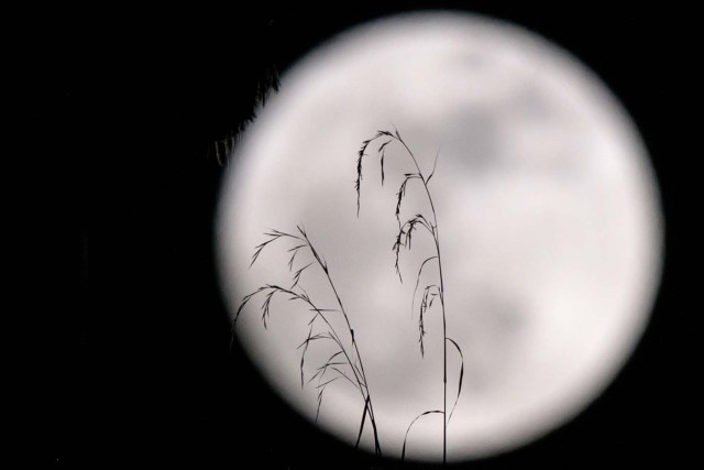 A 'supermoon' is seen behind plants on a balcony of a residential block in Hong Kong on December 3, 2017. The lunar phenomenon occurs when a full moon is at its closest point to earth. / AFP PHOTO / Anthony WALLACE