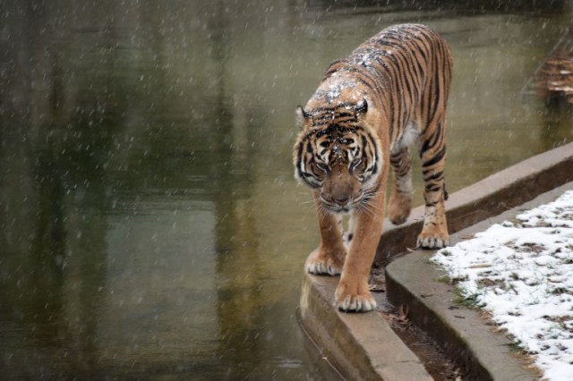 A tiger walks under falling snow at the Smithsonian zoo in Washington DC on December 9, 2017. / AFP PHOTO / ERIC BARADAT